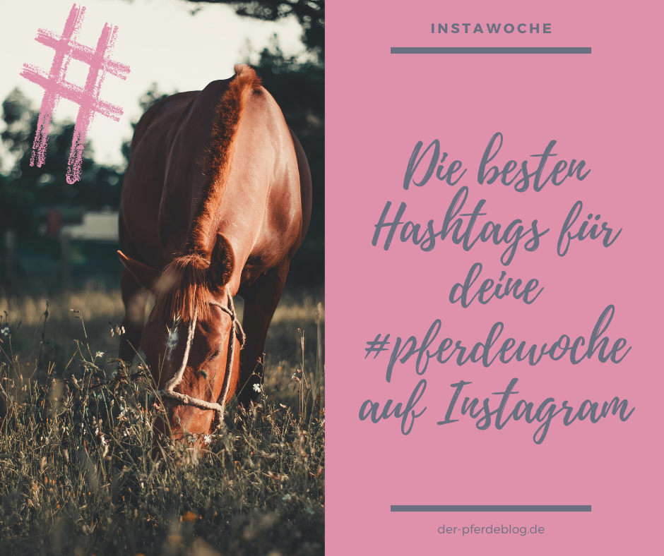 Die besten Hashtags für deine Pferdewoche auf Instagram