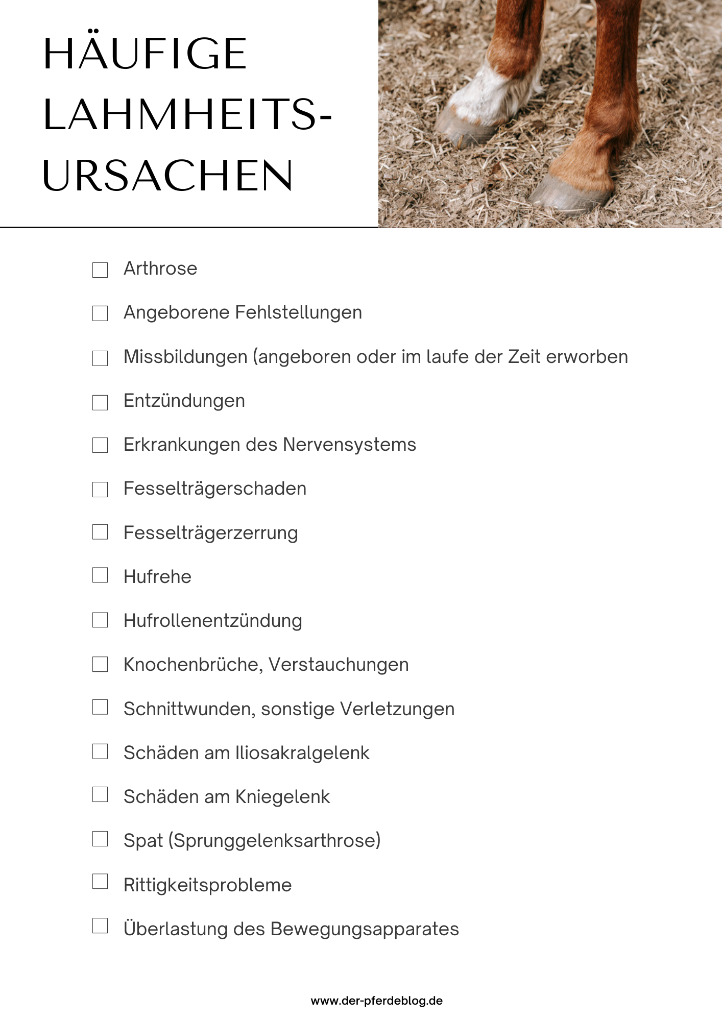 Pferd Einschlfern Wegen Lahmheit