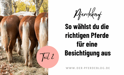 Pferdekauf Teil 2 - So wählst du die richtigen Pferde für eine Besichtigung aus.