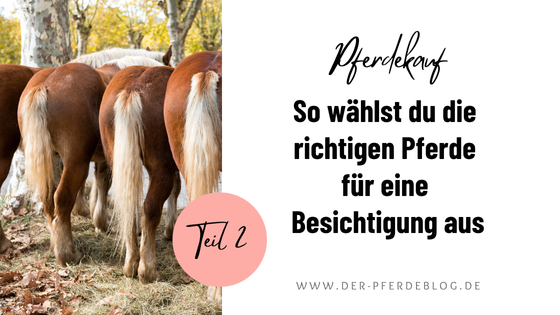Pferdekauf Teil 2 - So wählst du die richtigen Pferde für eine Besichtigung aus.