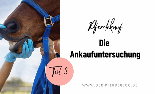 Pferdekauf-Teil-5: Die-Ankaufsuntersuchung
