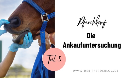 Pferdekauf-Teil-5: Die-Ankaufsuntersuchung
