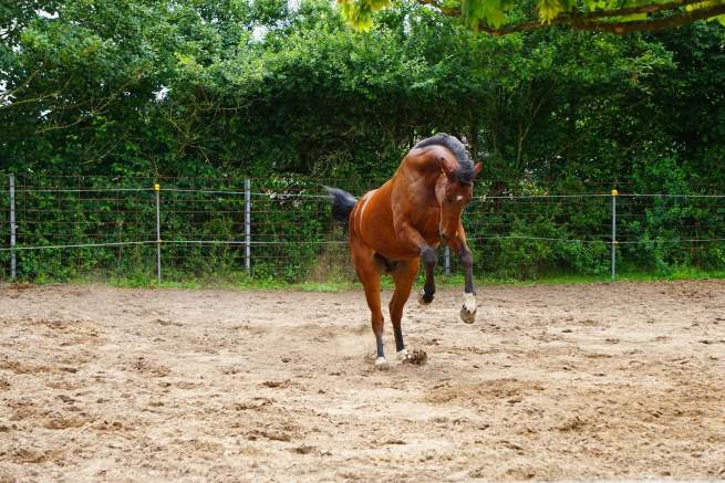 Mein Pferd Barbapapa