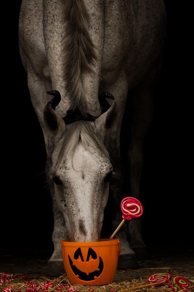 Halloween Pferd. dass seinen Kopf in einem orangenen Eimer mit Monstergesicht steckt.