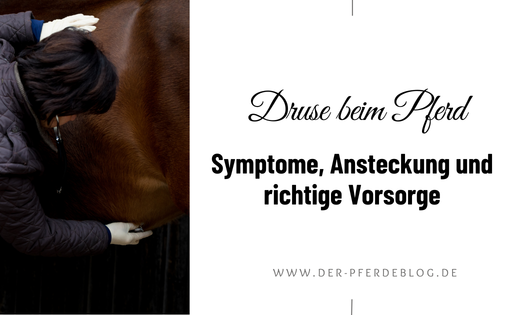 Druse beim Pferd