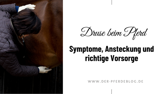 Druse beim Pferd
