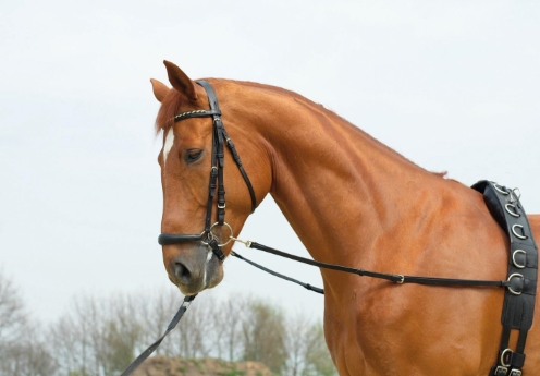 Ausbinder an einem Pferd das fuchsfarben ist und einen Longiergurt trägt