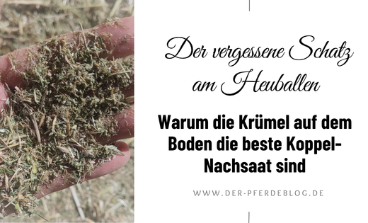 Saatgut-Recycling-auf-der-Pferdekoppel-Heureste-kostenlos-nutzen