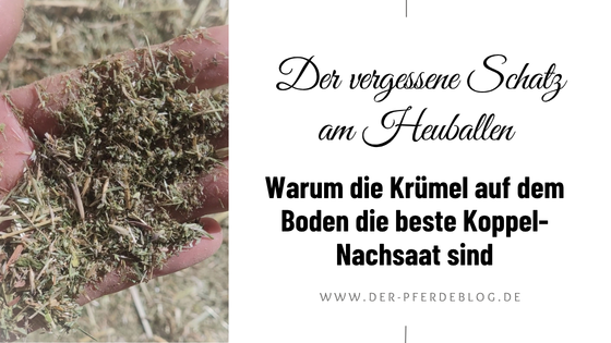 Saatgut-Recycling-auf-der-Pferdekoppel-Heureste-kostenlos-nutzen