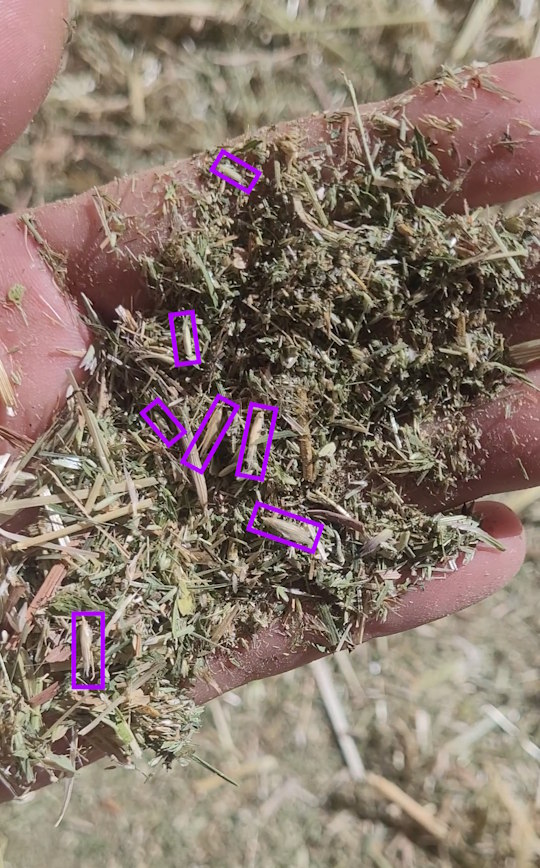 Heustaubreste auf der Hand in Nahaufnahme. In lila gekennzeichnet die einzelnen Samen, die man darin findet