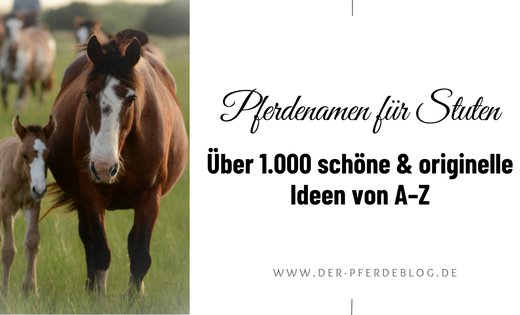 Pferdenamen für Stuten – über 1.000 schöne & originelle Ideen von A–Z
