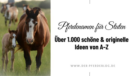 Pferdenamen für Stuten – über 1.000 schöne & originelle Ideen von A–Z